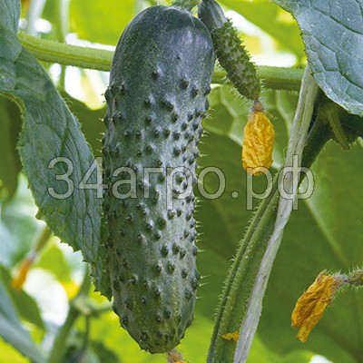 Огурец Маверик F1 100 семян