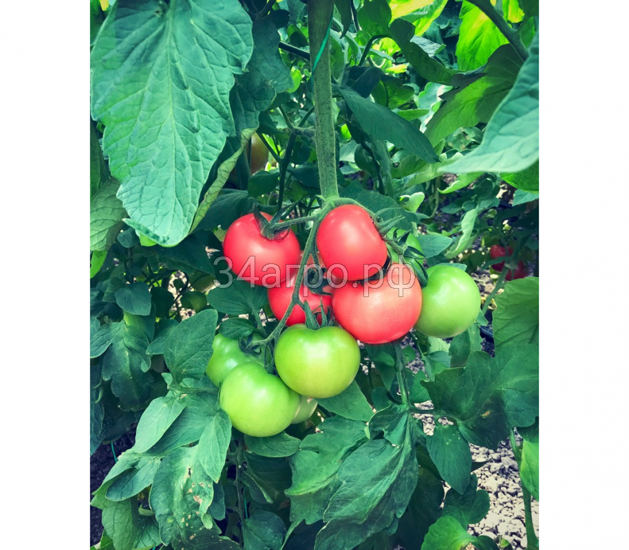 Томат TMG-074 F1 25 семян