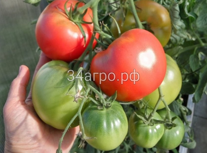 Томат Пинк Меджик F1 100 семян