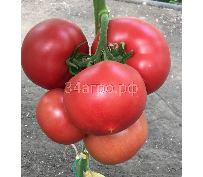 Томат Пинк Айди F1 25 семян