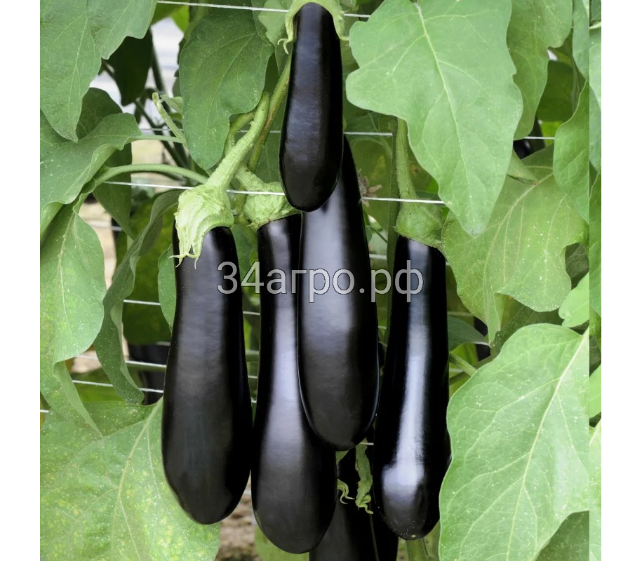 Баклажан Каратая F1 50 семян