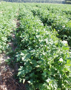 Петрушка Тайга 20 гр