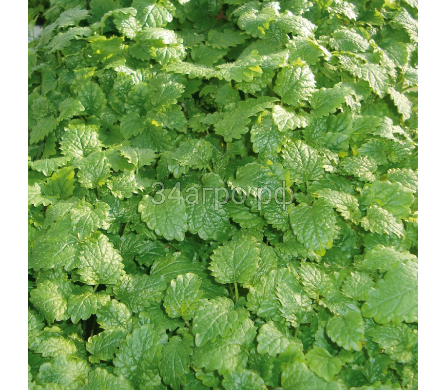 Мелисса Махито 3 гр