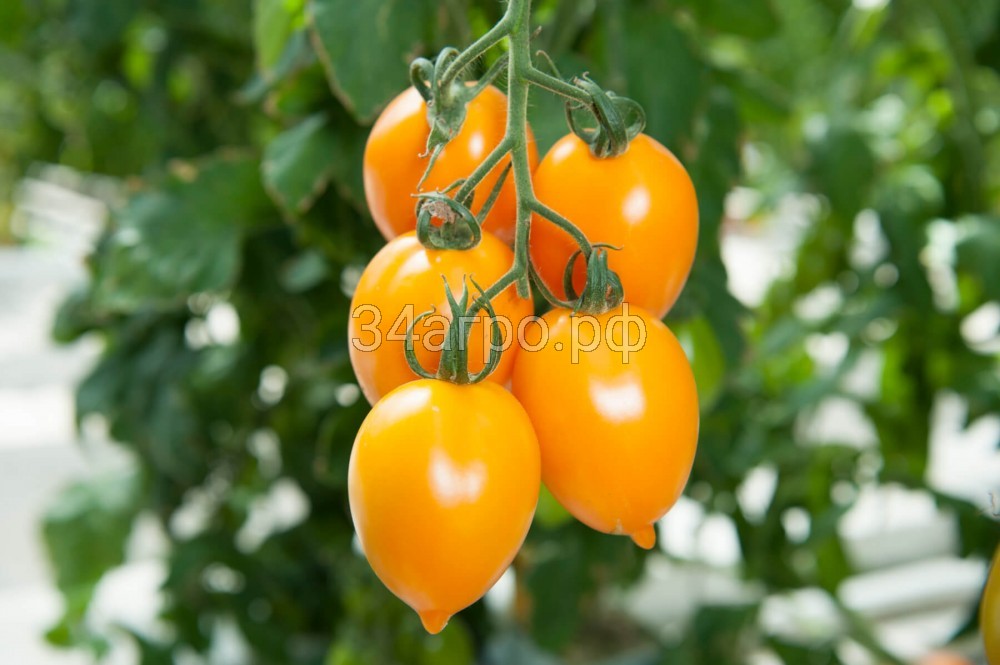 Томат Миньон F1 20 семян