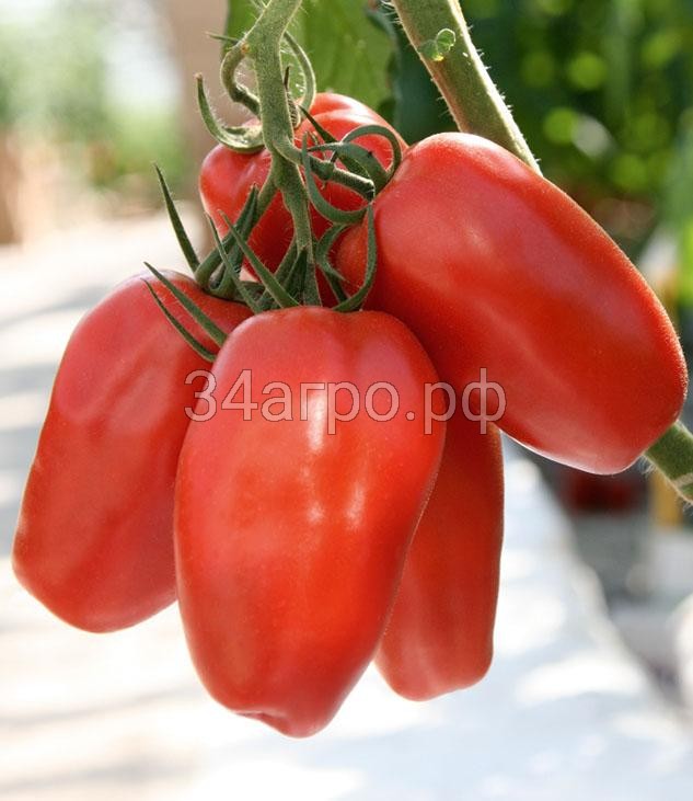 Томат Гусарский F1 10 семян