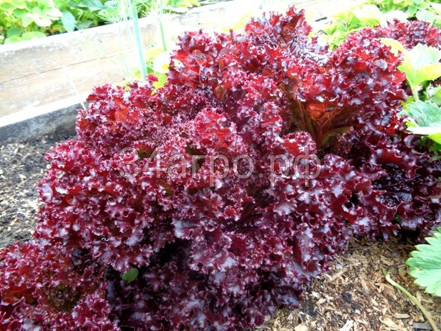 Салат Гранатовые кружева 5000 семян