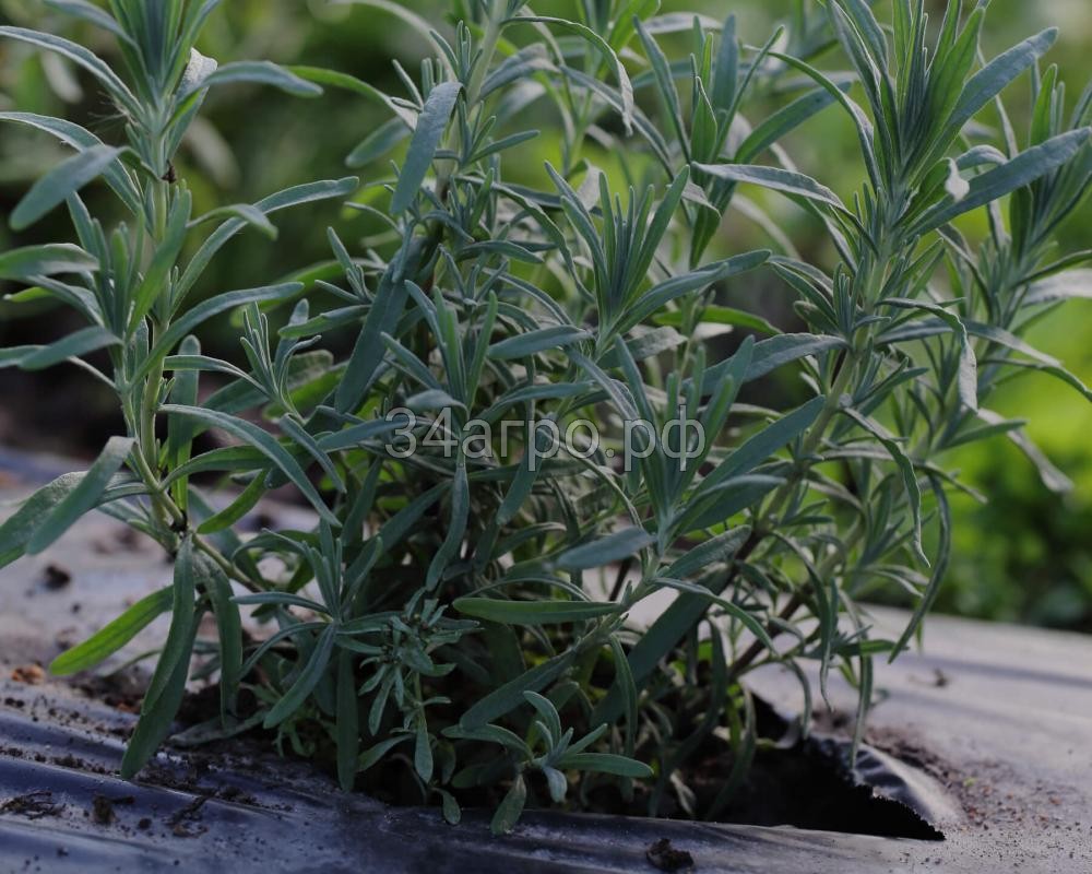 Розмарин Бирюса 1 гр