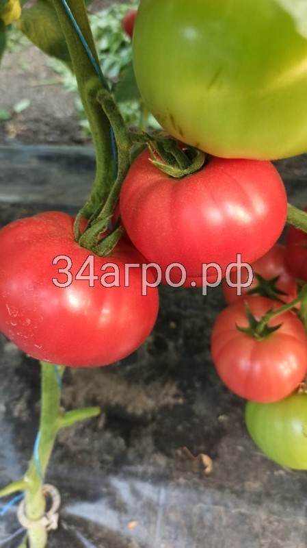 Томат Килато F1 50 семян