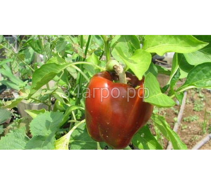 Перец сладкий Даллас F1 100 семян