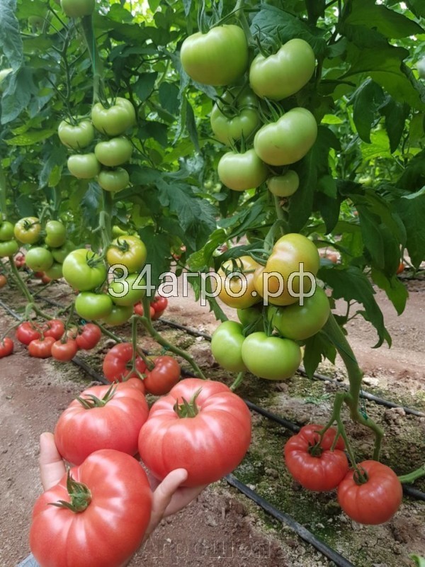 Томат Шихирбаз F1 50 семян