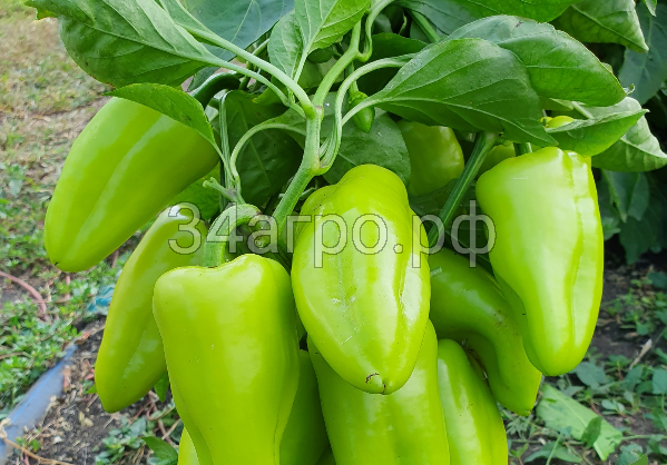 Перец сладкий PPG-3007 F1 100 семян