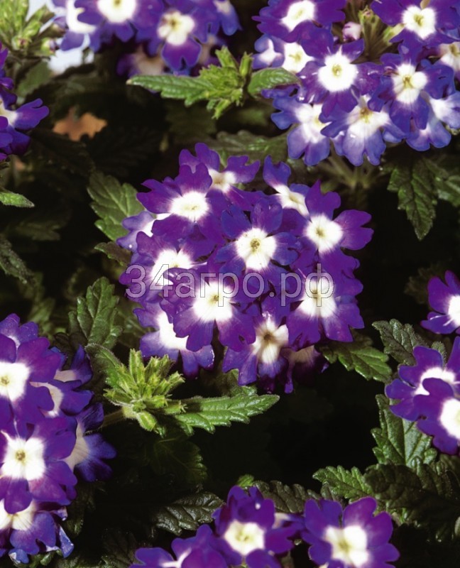 Вербена Обсешн Блю виз Ай 100 семян