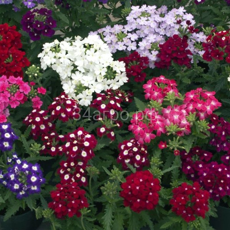 Вербена Обсешн Формула Микс 100 семян