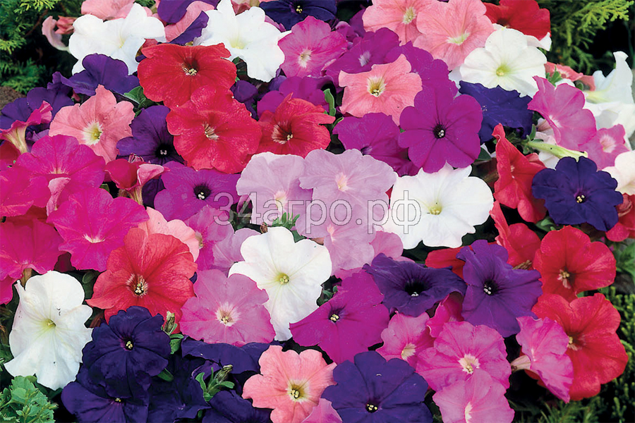 Петуния мультифлора Мамбо Джи Пи Микс 100 драже