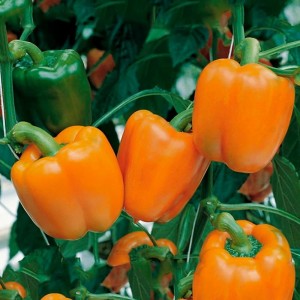 Перец сладкий Сенека F1 500 семян