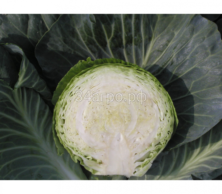 Капуста белокочанная Атрия F1 250 семян