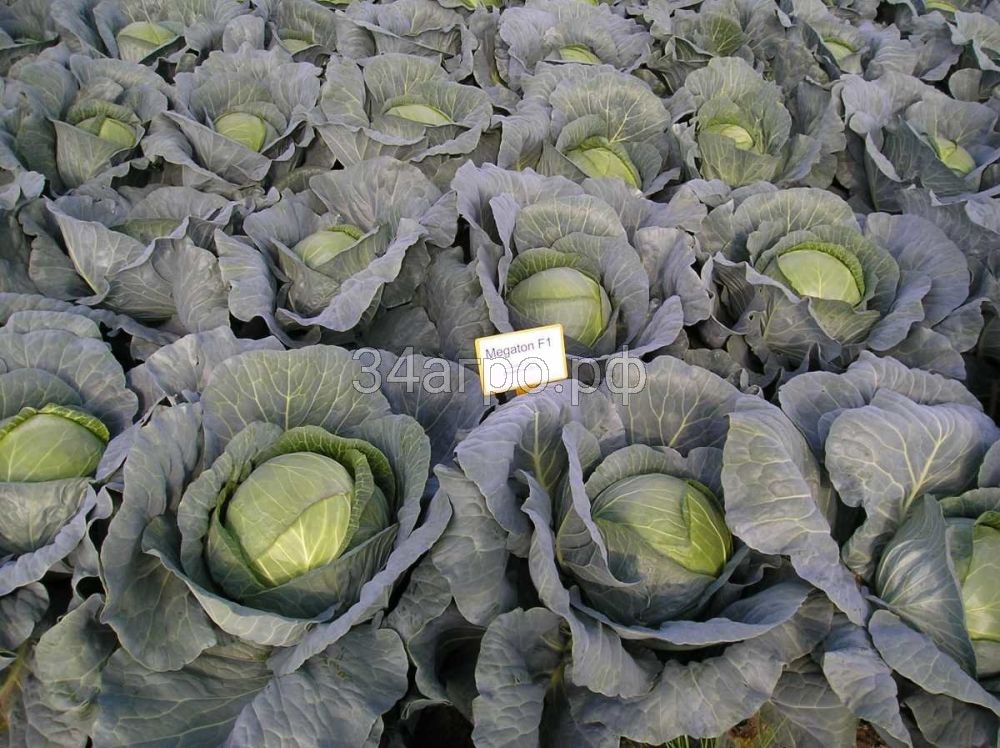 Капуста белокочанная Мегатон F1 100 семян