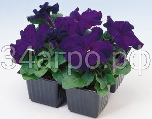 Петуния грандифлора Лимбо Джи Пи Блю 100 драже