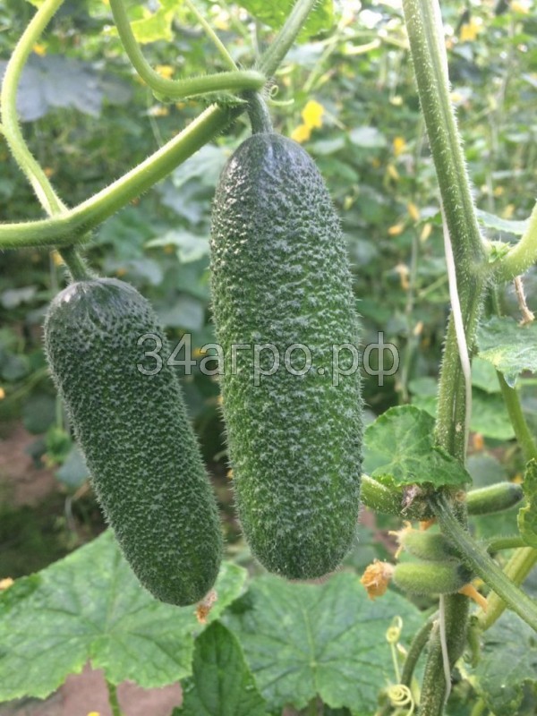 Огурец Адам F1 250 семян
