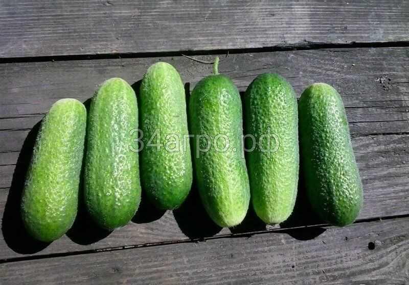 Огурец Адам F1 250 семян