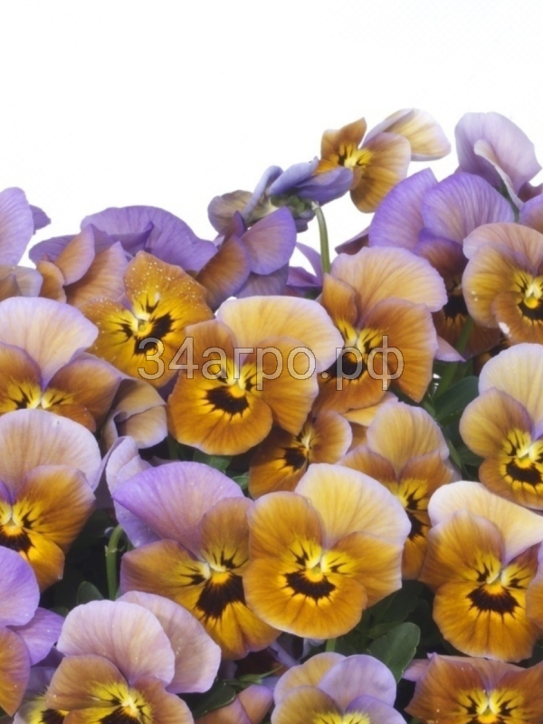 Виола серия "Соблазн" Грильяж F1 10 семян