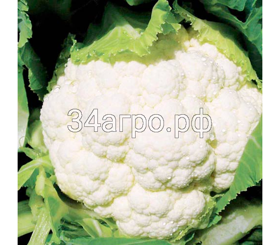 Капуста цветная Сеул F1 250 семян