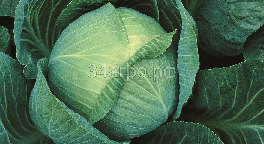 Капуста белокочанная Галакси F1 250 семян