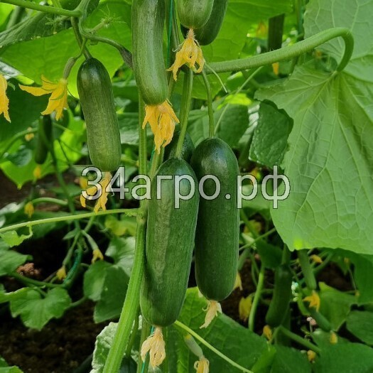 Огурец Вендер F1 50 семян