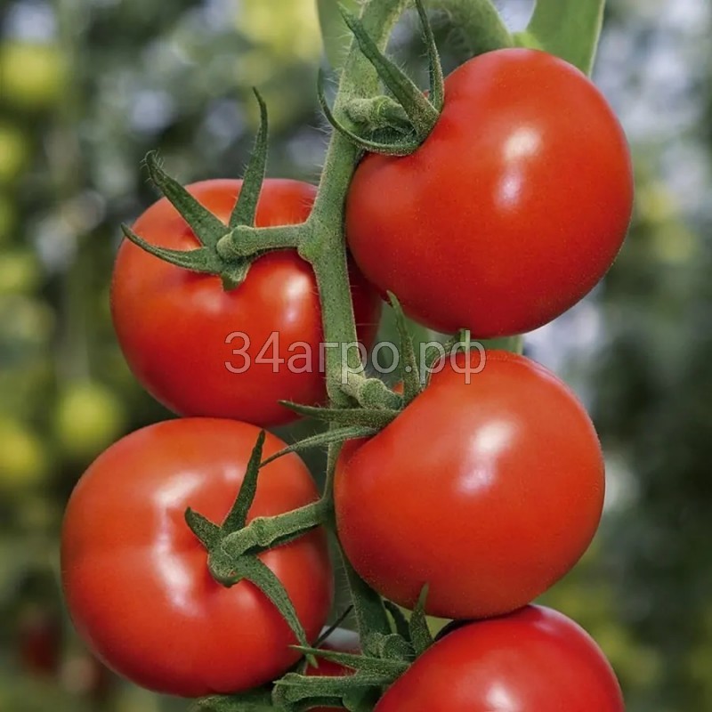 Томат Амато F1 50 семян