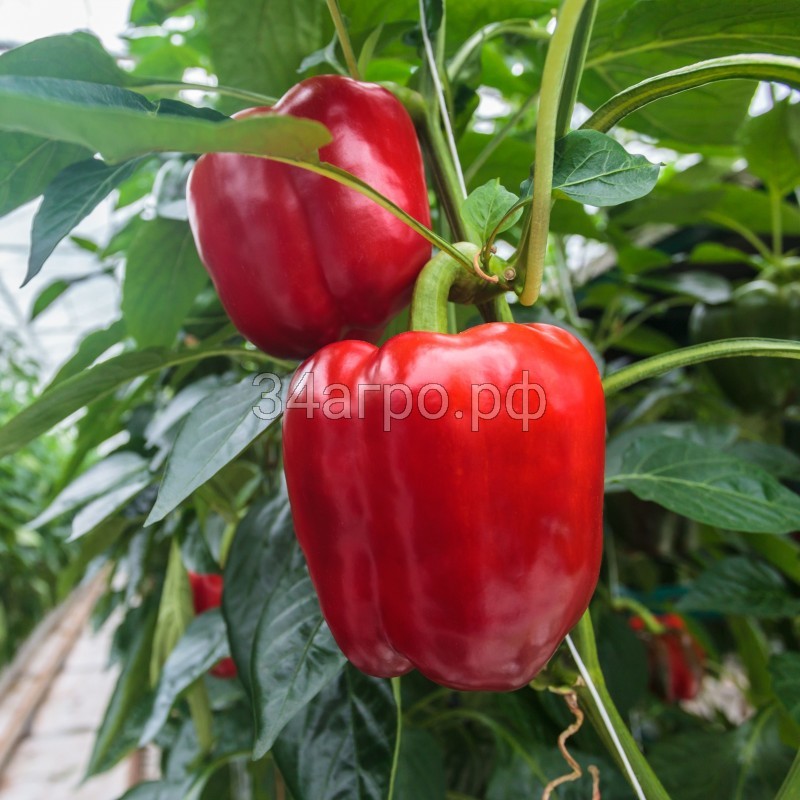 Перец сладкий Тебека F1 50 семян