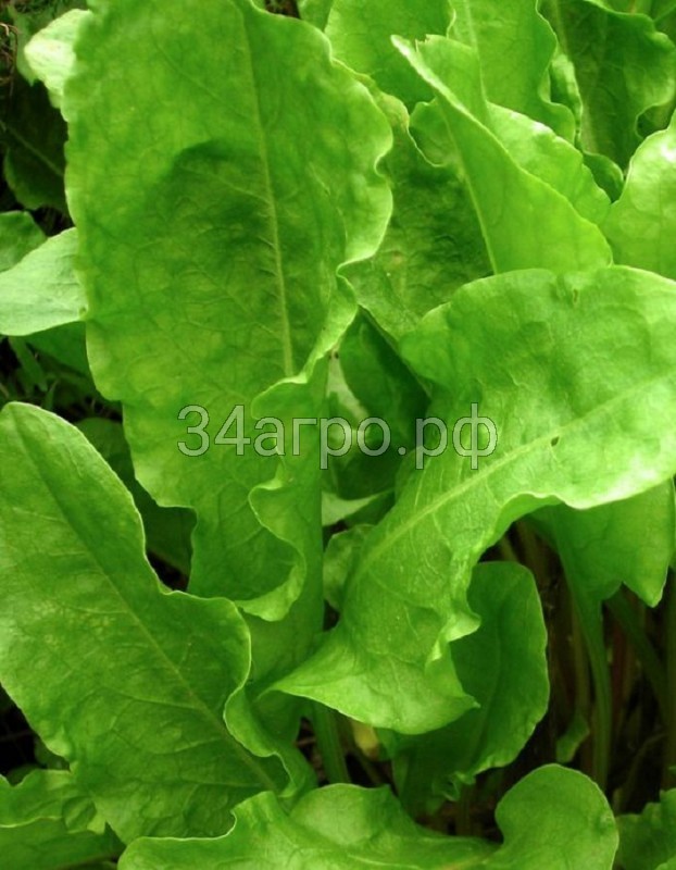 Щавель Чемпион 50 гр