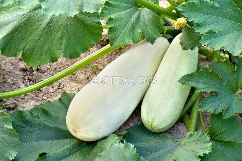 Кабачок Горный 20 гр