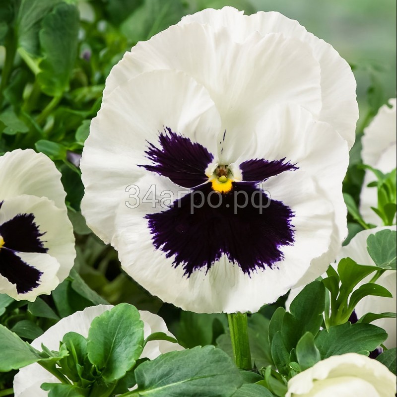 Виола крупноцветковая Дельта F1 Вайт виз Блотч 100 семян