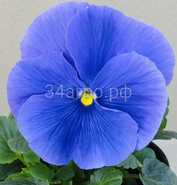 Виола крупноцветковая Дельта Спиди F1 Тру Блю 100 семян