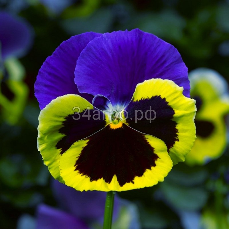 Виола крупноцветковая Колоссус Триколор 100 семян
