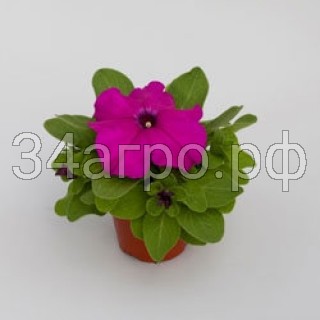 Петуния грандифлора Эспрессо Грандэ Парпл 100 драже