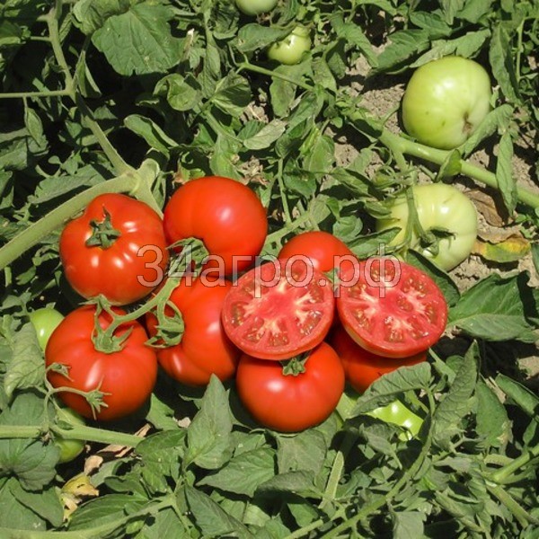 Томат Терра Кота F1 50 семян