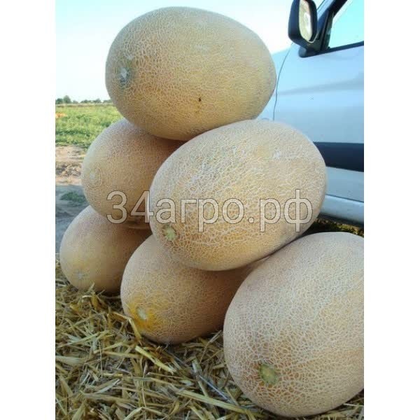 Дыня Раймонд F1 25 семян