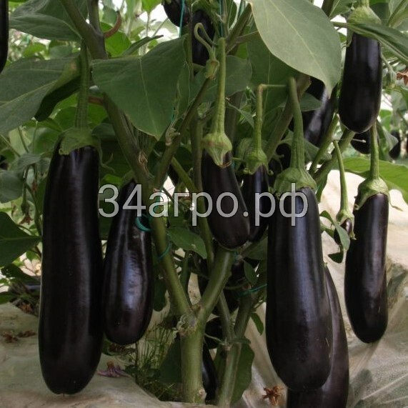 Баклажан Тузан F1 (Бессеменой) 25 семян
