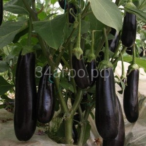 Баклажан Тузан F1 (Бессеменой) 25 семян
