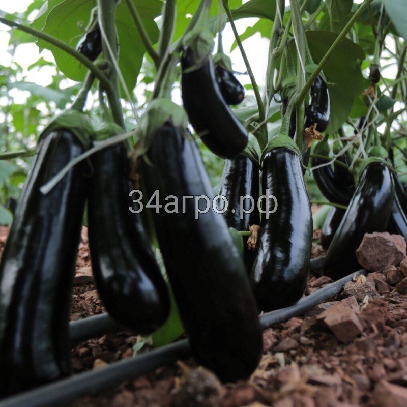 Баклажан Бузан F1 25 семян