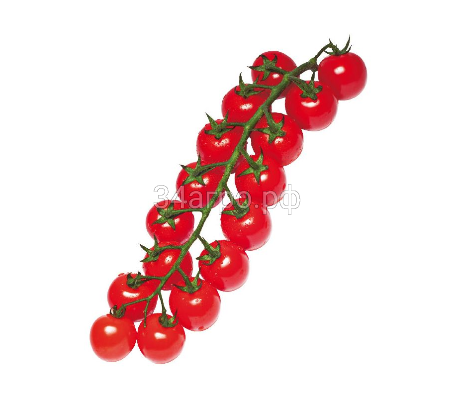 Томат Яничери F1 10 семян