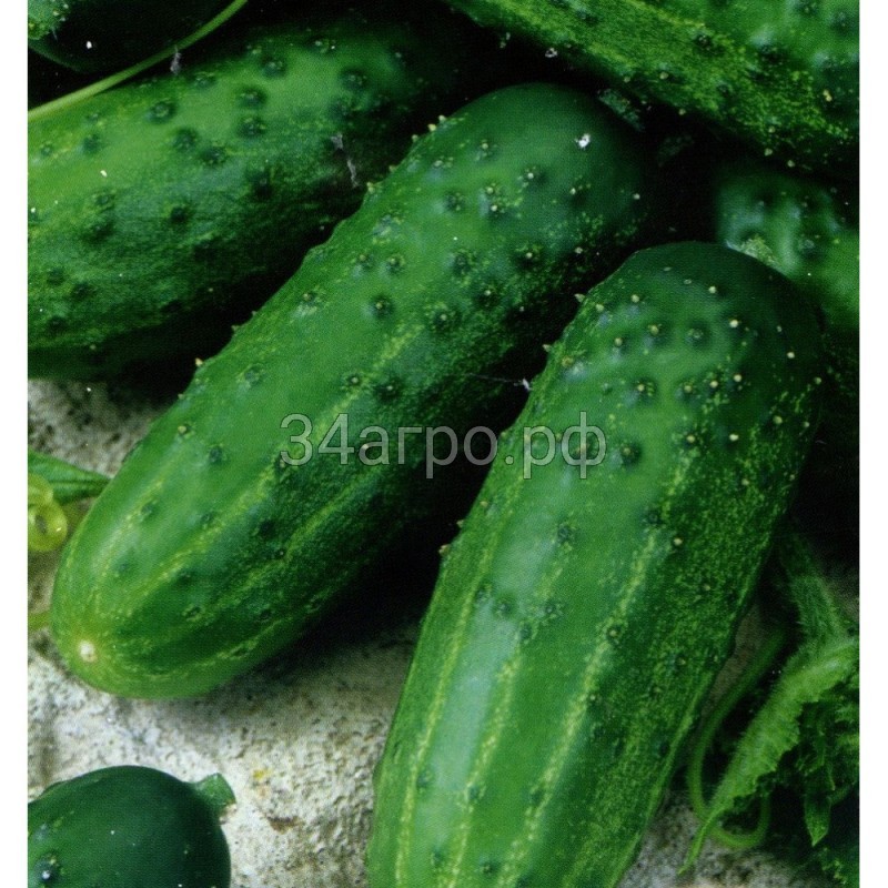 Огурец Засолочный 100 гр.