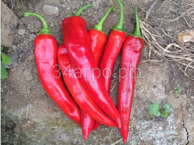 Перец острый Шакира F1 100 семян