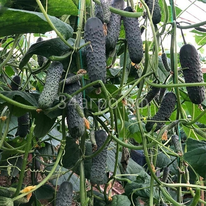 Огурец 152-175 F1 100 семян