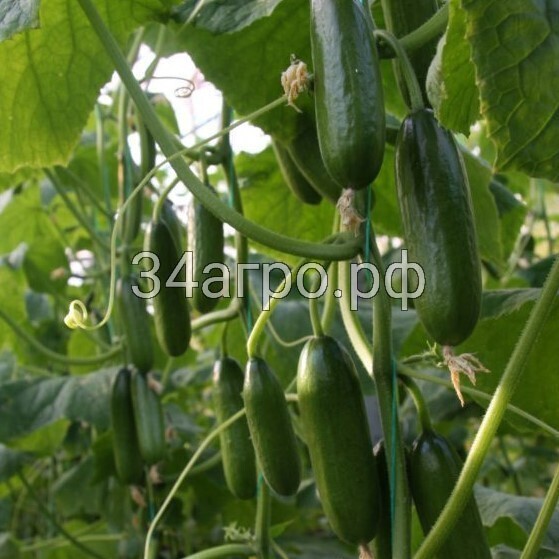 Огурец Зинер F1 25 семян