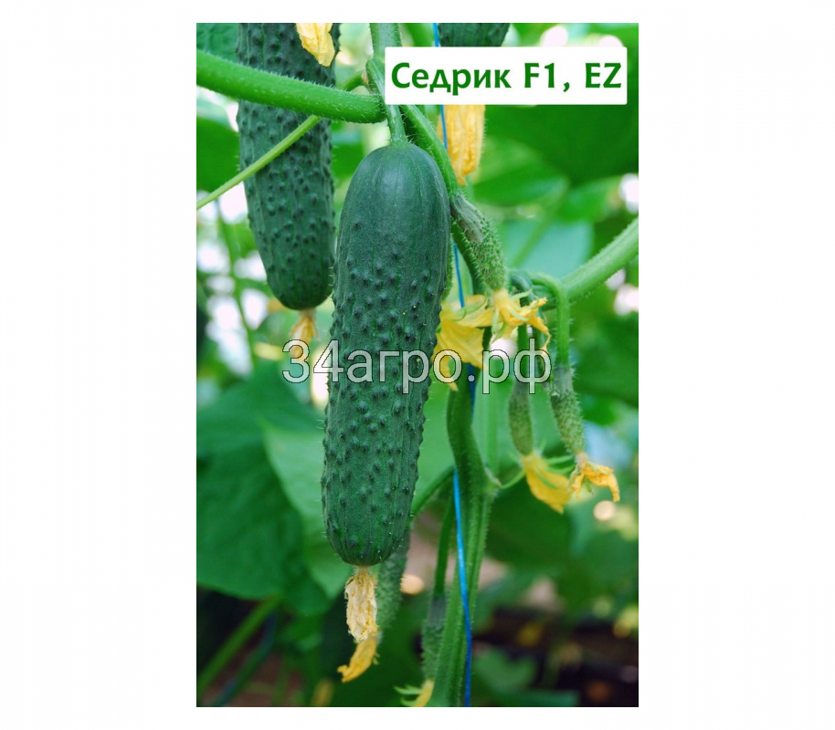 Огурец Седрик F1 10 семян