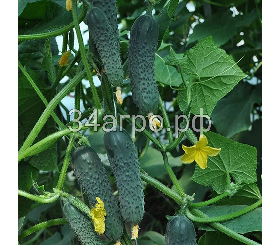 Огурец Вятич F1 10 семян