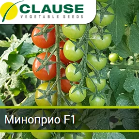 Томат Миноприо F1 25 семян