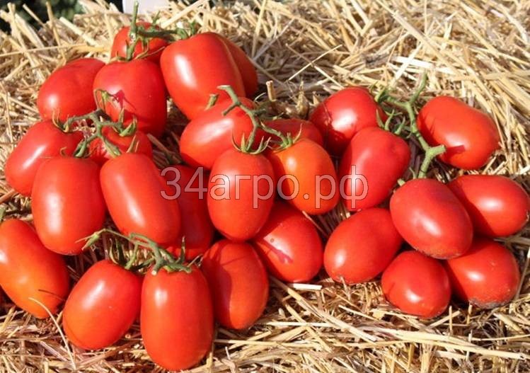 Томат Дино F1 50 семян